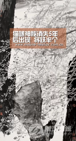 猫咪神秘消失5年后出现 将跃半个美国与主人团聚-华体会官网下载(图2) 华体会官方平台